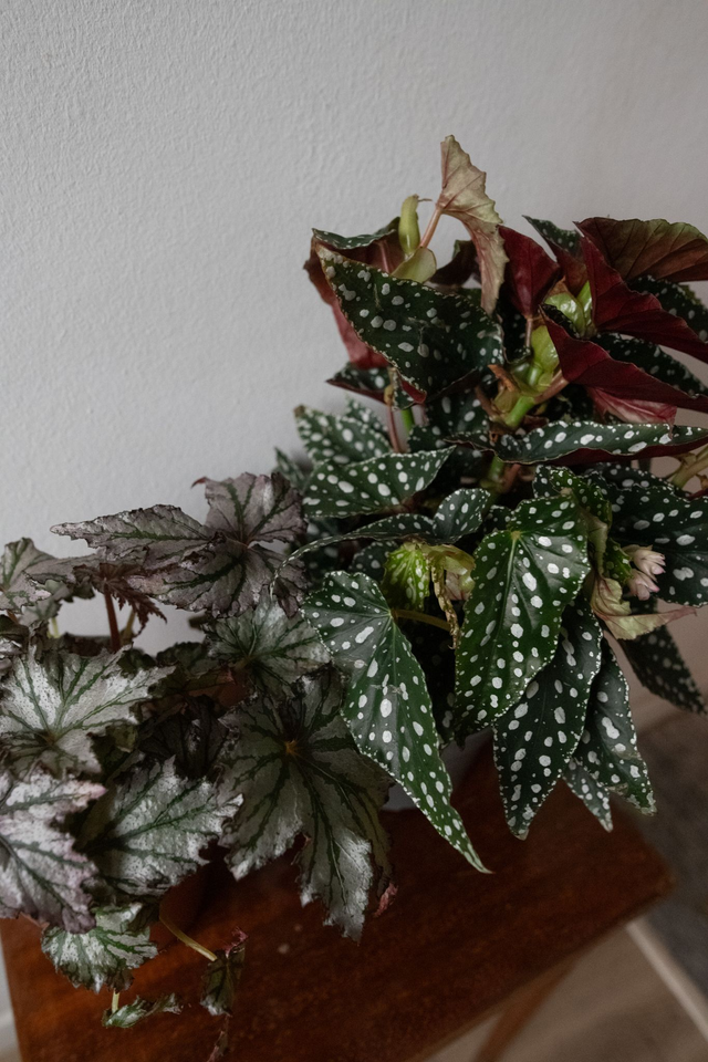 Begonia Mania - Xmas Kit 🎀