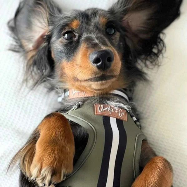 Charlie & Co Step-in Harness - Barky Khaki
