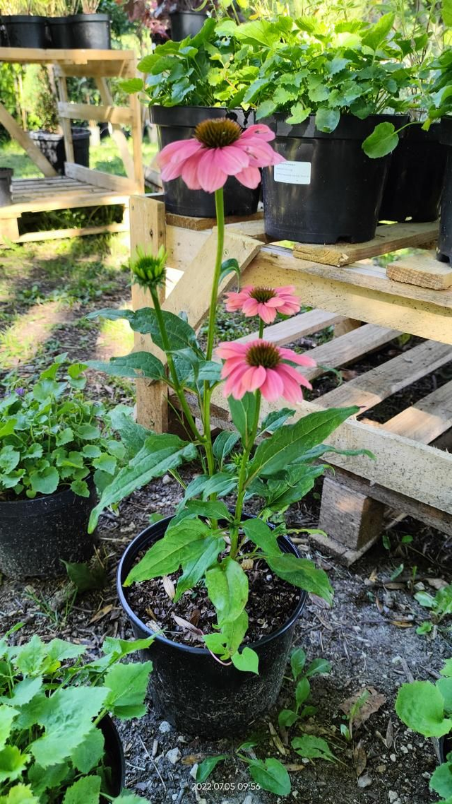 Echinacea 'Evolution Colorific' - Clt2