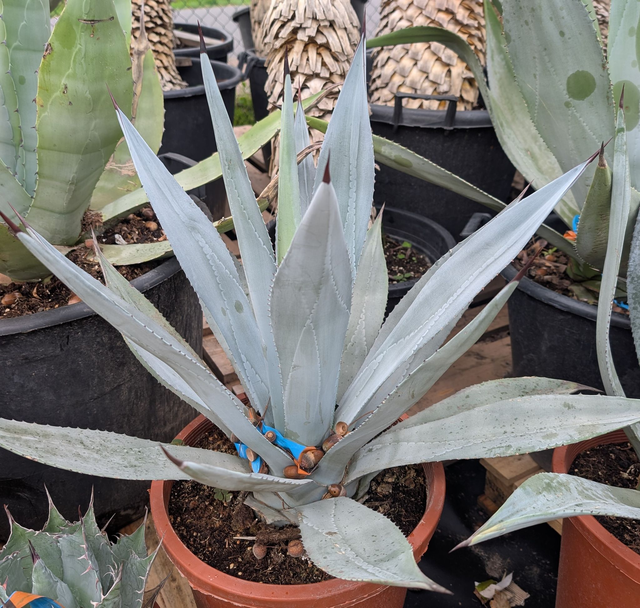 Agave winteriana