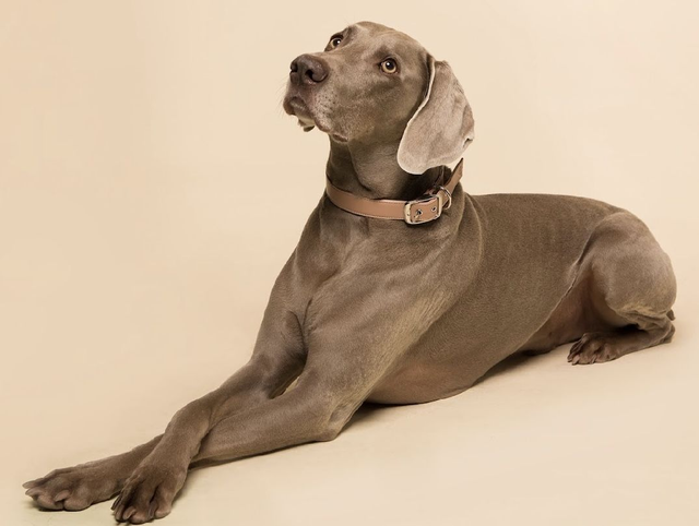 Skylos Collective Vegan Apple Leather Collar - Blush Pink