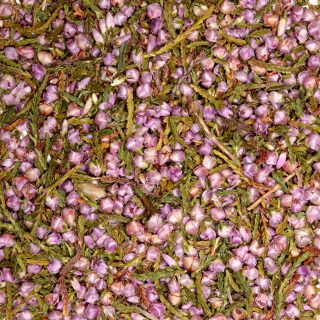 Heidekruid (heather) (Calluna vulgaris) - BIO