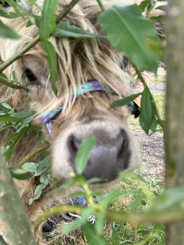 UPGRADE Gift Voucher Highland Cow Experience for 2 people plus Afternoon Tea and a glass of fizzy 