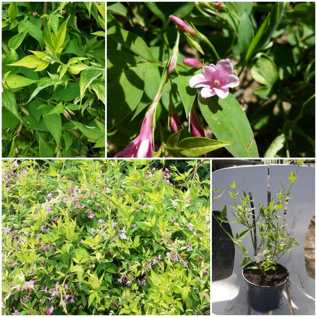 Jasminum Stephanese - 1ltr pot