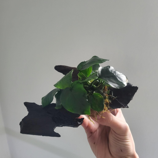 Driftwood extra small met Anubias 8946005309774