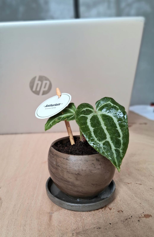 C24 . Anthurium clarinervium in "Luna Basalt"