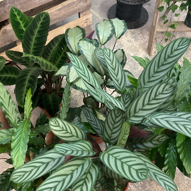 Calathea mix