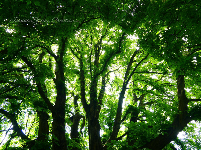 Photographic Open Edition Canvas Panel Print, from my "Woodland" collection, "Green Dome"