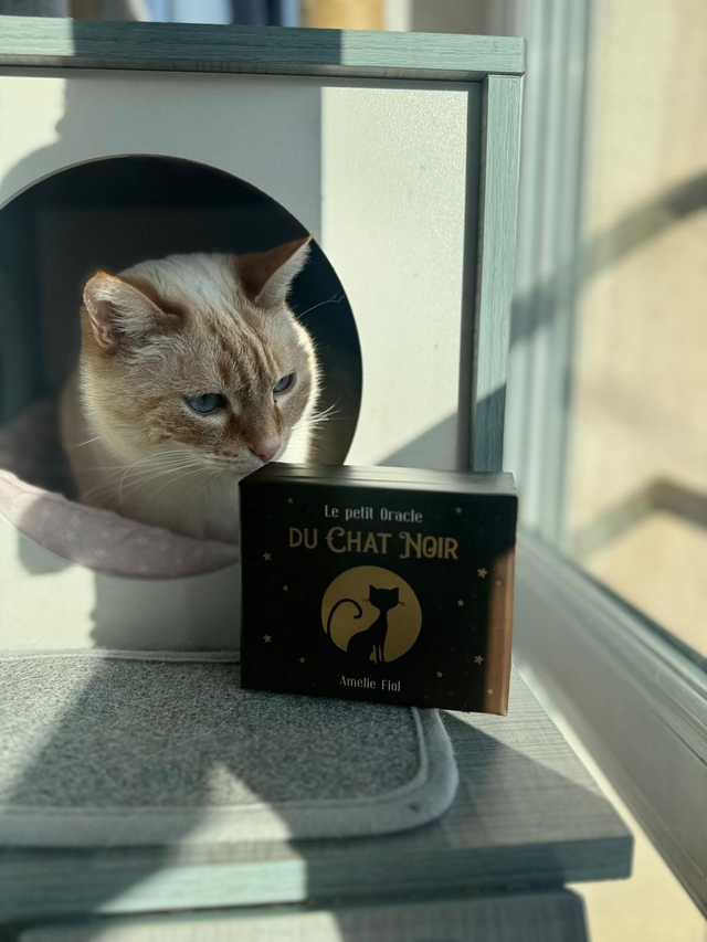 Le petit Oracle du Chat Noir