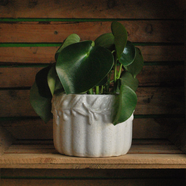 Pretty Patterned Pot 