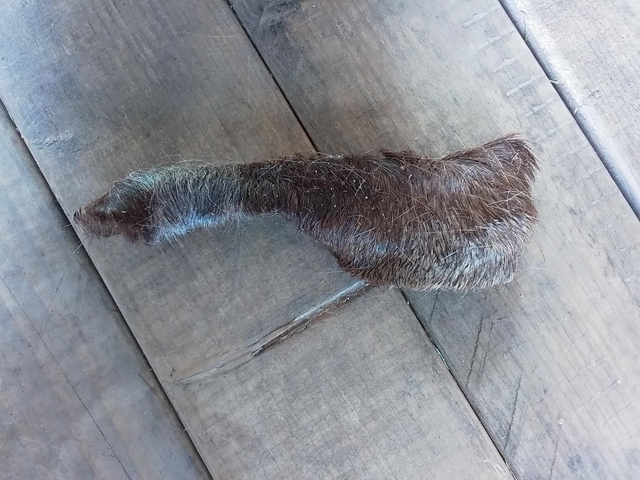 Paarden kophuid met haar