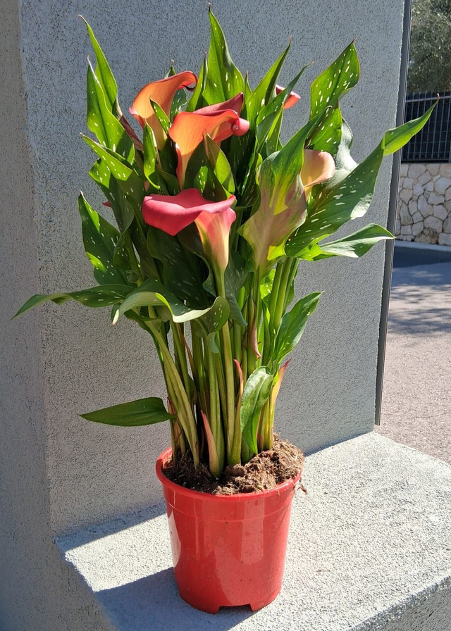 P03 . Calla Zantedeschia