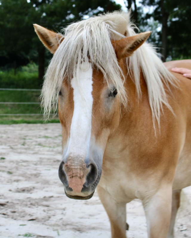 Pony Filou
