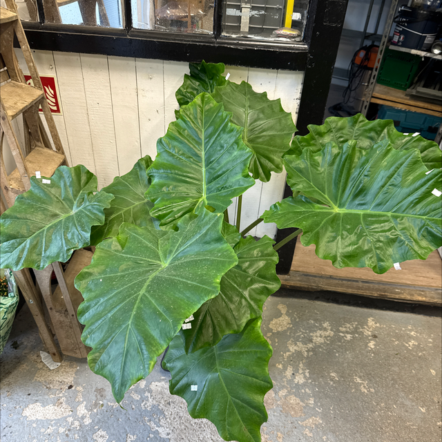 Alocasia Odora (120cm)