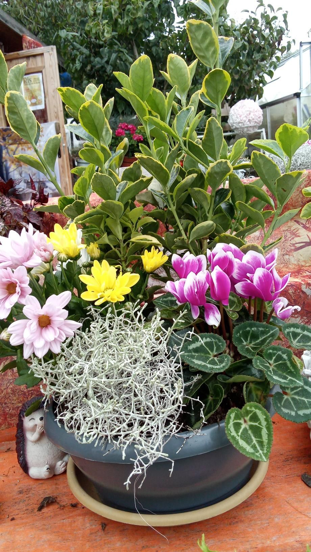 Élégance d'automne