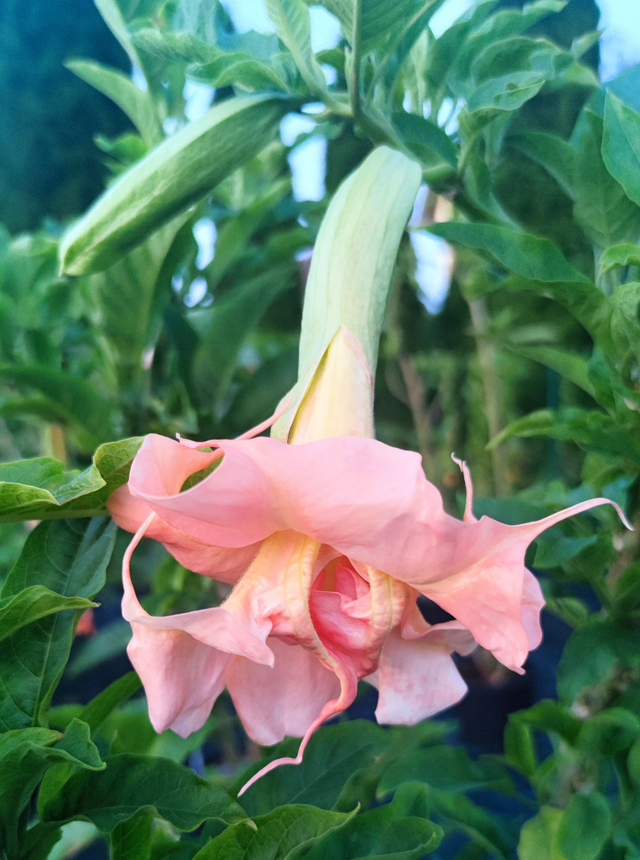 Angels Face x Super Spot