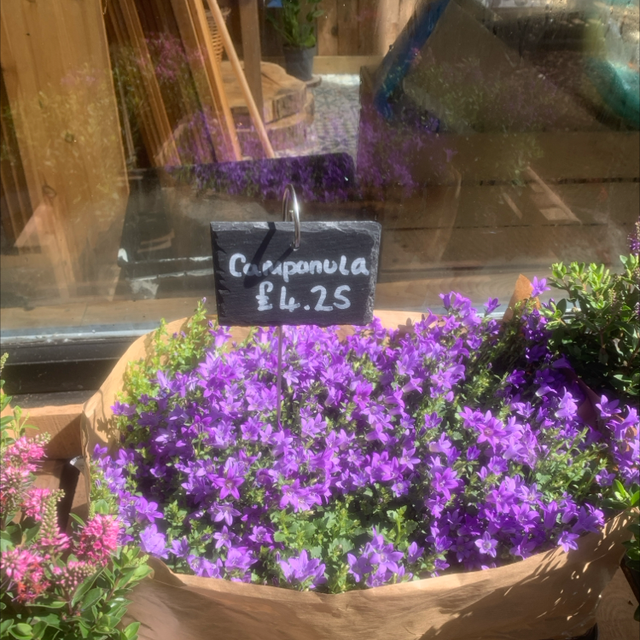 Campanula (store collection only at checkout)