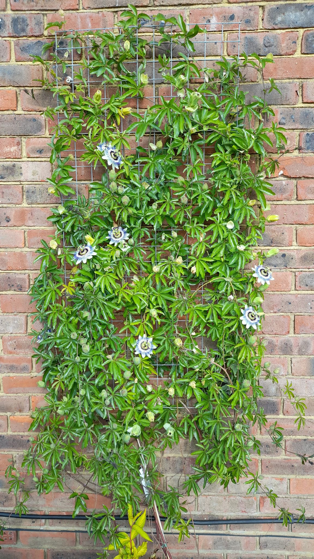 Passiflora caerulea - passion flower - 1ltr pot