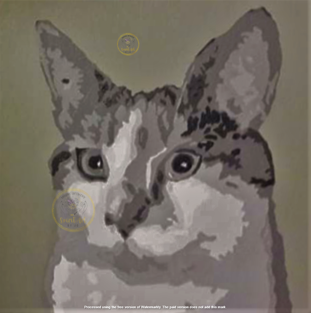 Cat (Black White Grey)