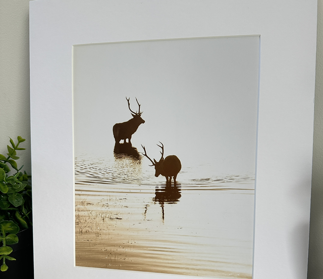 Mounted Photo of Stags at Sunset