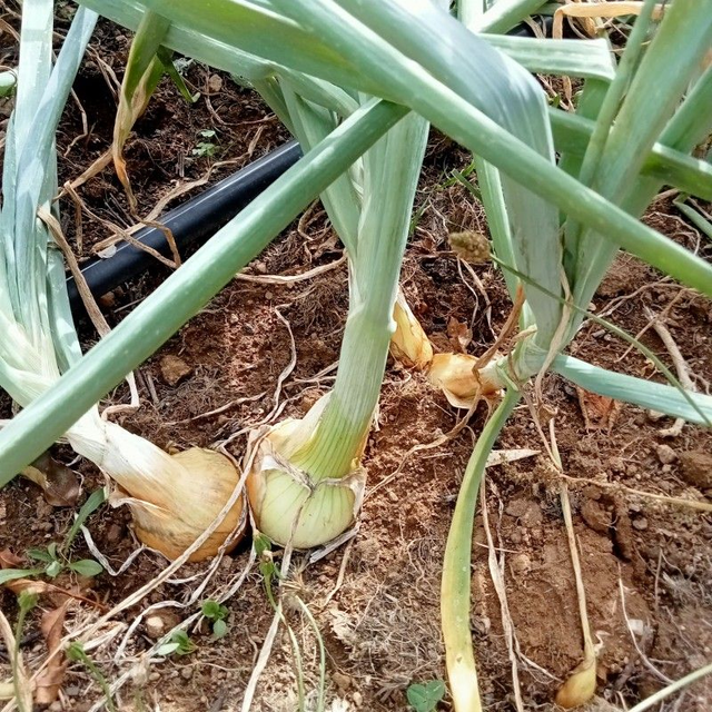 Oignons jaunes 500g 🧺