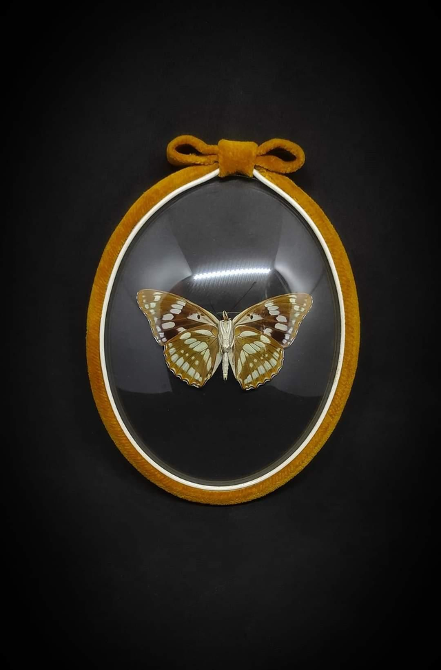 Cadre Vintage velours Papillon "Mimathyma Nycteis" 