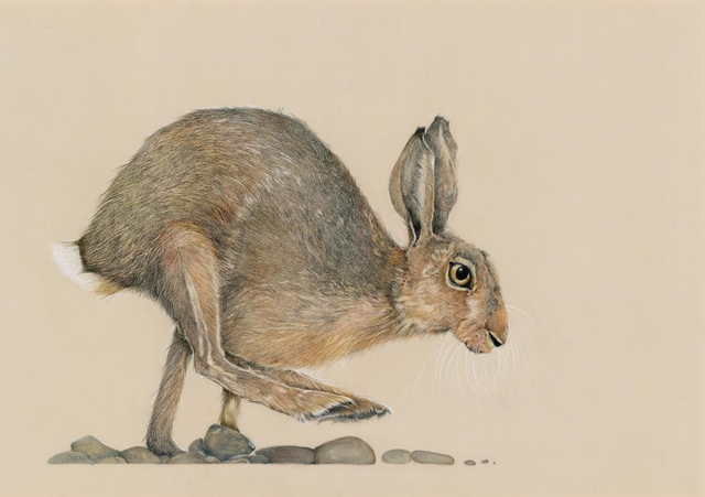 Running Hare Oiginal SOLD