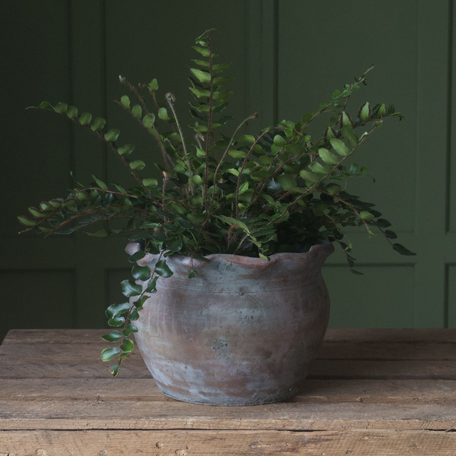 Frill Topped Planter