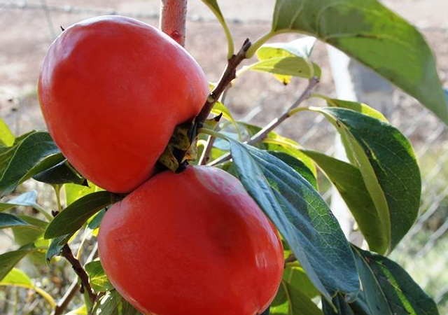 KAKI Rouge brillant - Collection DELBARD