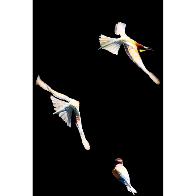 Bataille en plein ciel - Ref : 6063