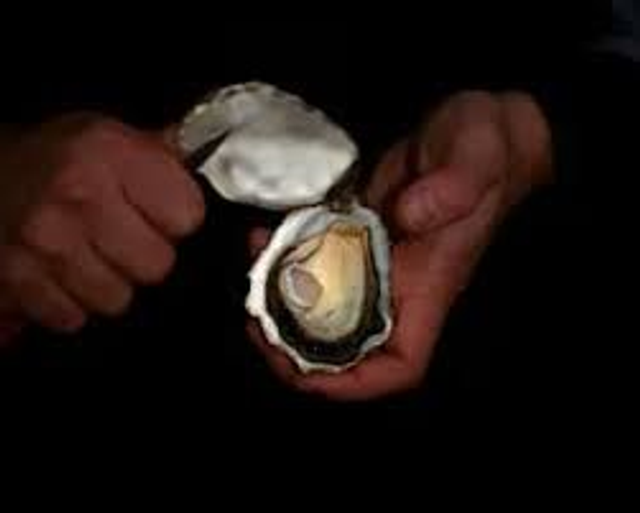 Huitre Ostra régal N°3