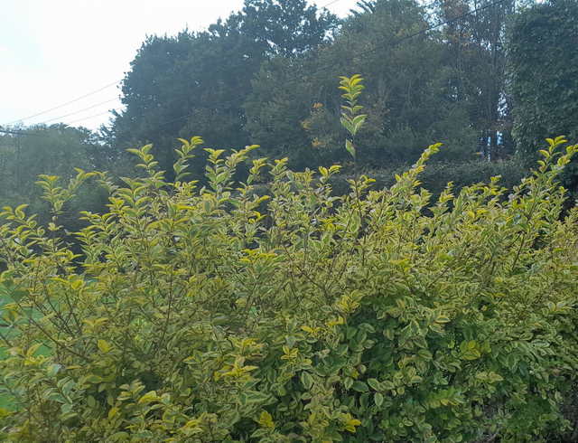 Ligustrum lucidum 'Excelsum Superbum' Variegated Chinese privet - 1lt pot