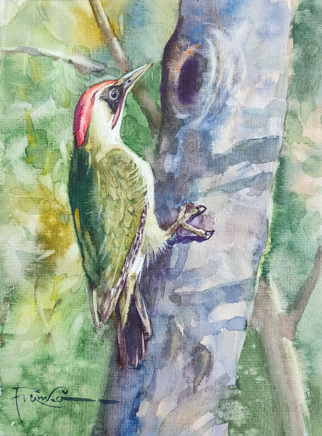 Dzięcioł zielony, 35x28 (24x18 w świetle passe-partout) akwarela 2025