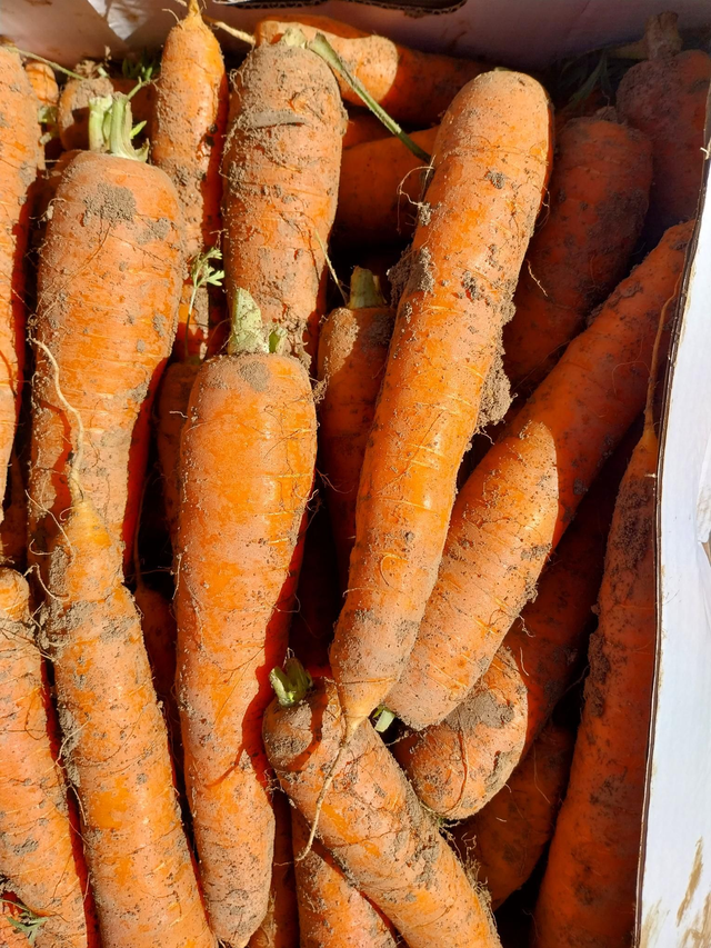 Carrots unwashed 1kg