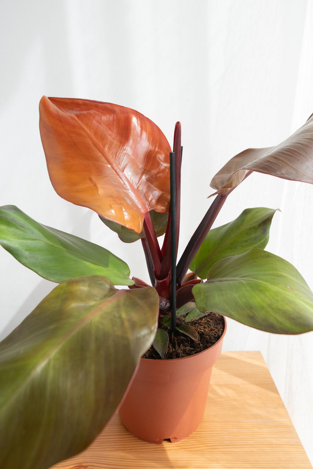 Philodendron Sunlight🌿