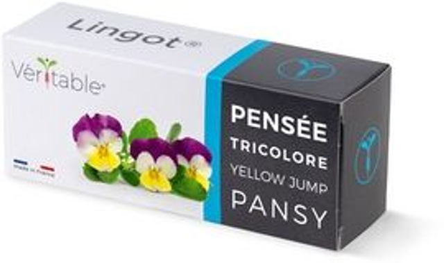 Véritable Lingot Pansy - Organic