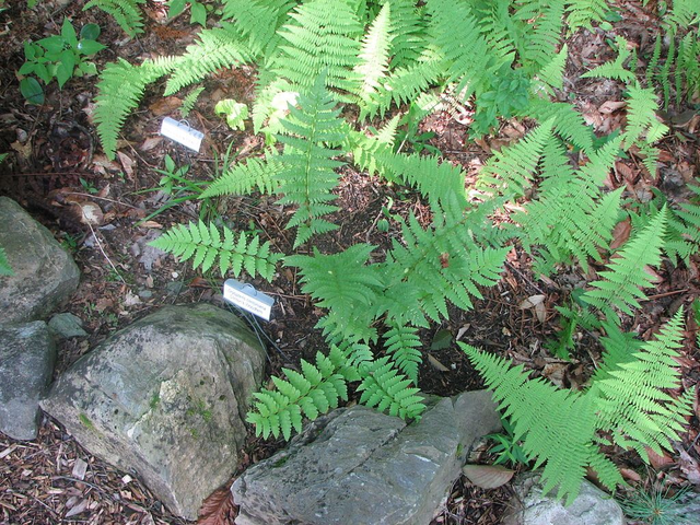 Dryopteris clintoniana - Clinton's Wood Fern plug plant