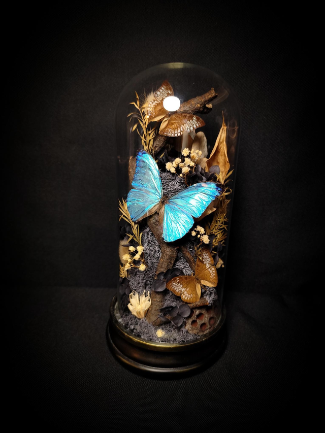 Diorama Trio de Papillons &quot;Morpho Marcus&quot; &amp; &quot;Tanaecia&quot;

