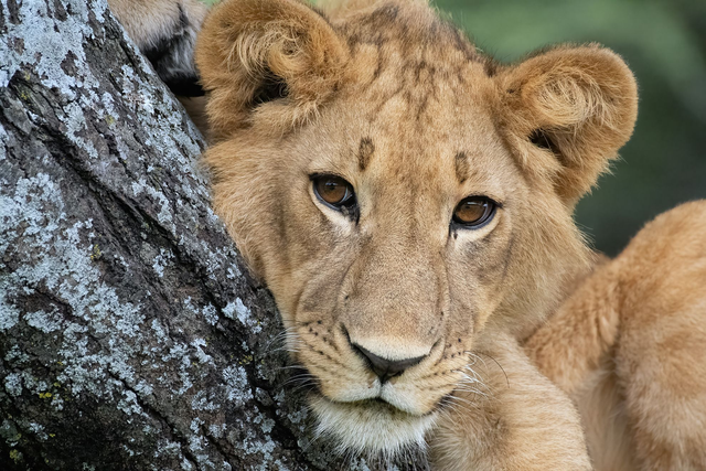 Ritratto di leoncino Stampa Fine-Art su carta cotone Hahnemūhle Photo Rag Ultra Smooth 305 gr montata su pannello piuma spessore 15 mm