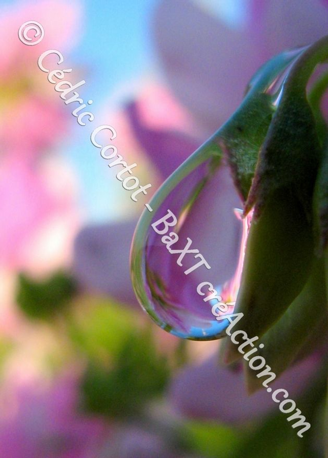 1 - Carte postale - Rosée et gouttes de pluie (Ref 5809)