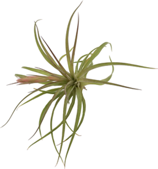 Tillandsia geminiflora