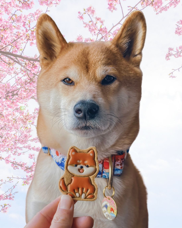 Shiba Inu