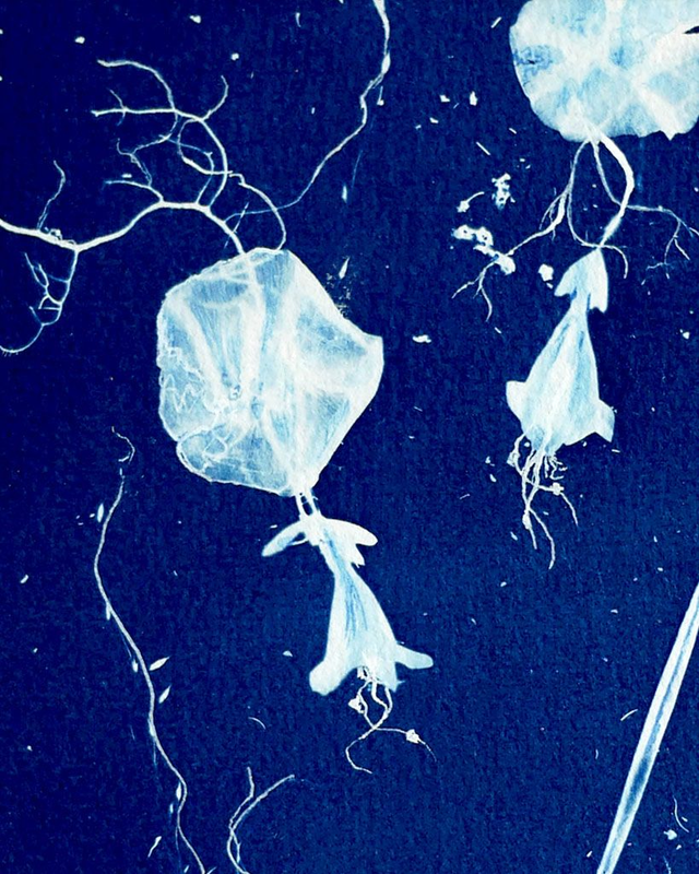 Cyanotype "Hybride en bleu n°8"