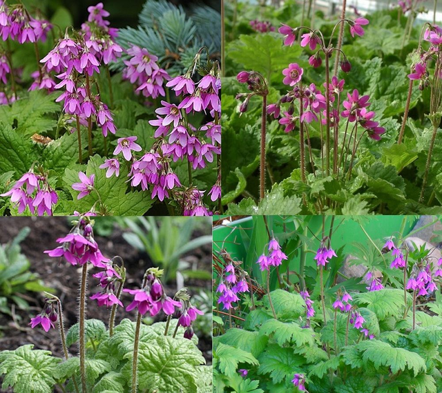 4 X plants of Primula matthioli woodlander