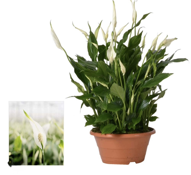 Spathyfillum ciotola