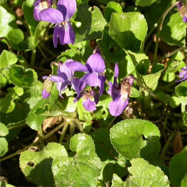 viola odorata - 9cm pot