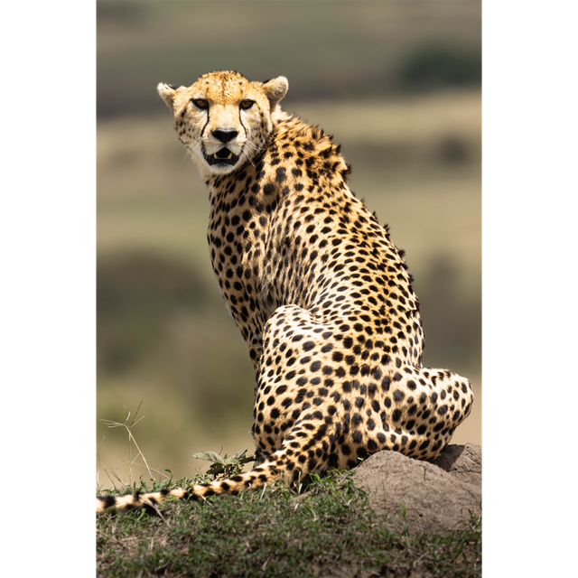 Guépard - réserve Masaï Mara - Kenya - ref: k-1478