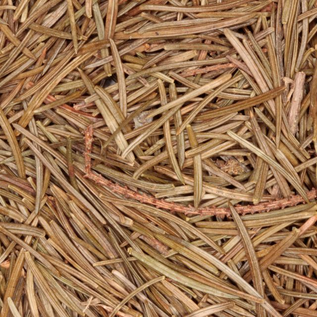 Sparrennaalden (fir needles) - BIO