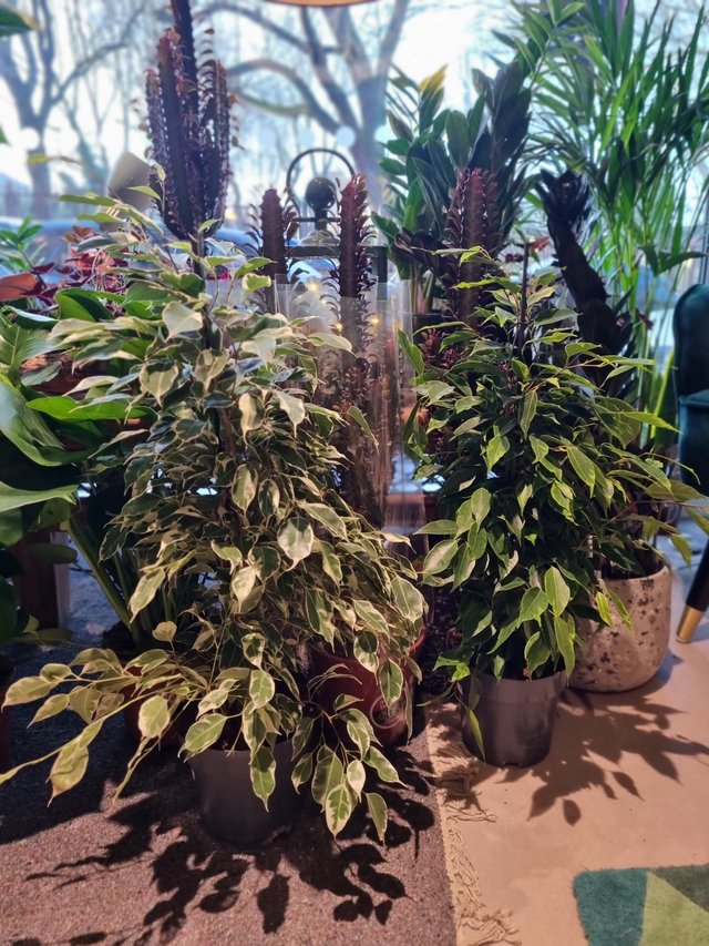 Ficus Benjamina 17cm pot 70cm tall