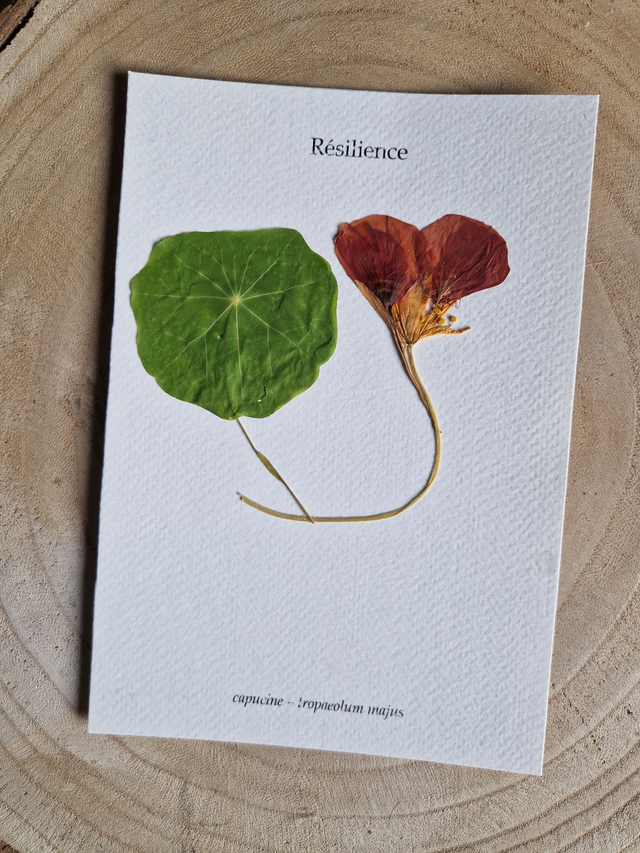 Herbier "Résilience" fleur séchée et pressée 